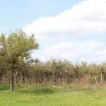 IMG_7820 (Custom)