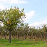 IMG_7823 (Custom)