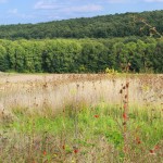 IMG_7833 (Custom)