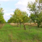 IMG_7840 (Custom)