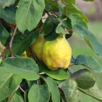 IMG_7850 (Custom)