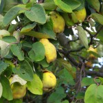 IMG_7854 (Custom)
